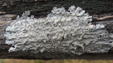 Texas Shield Lichen Lichens Of Travis County INaturalist