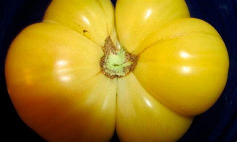 Heirloom White Tomesol Tomatoes Organic Seeds