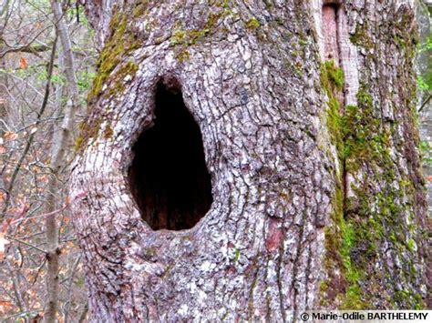 Les Arbres Creux Arbre Creux Cavit S