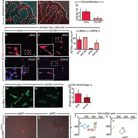 Schematic Of MiR 142 3p Regulation Of WNT Signaling By Direct Control