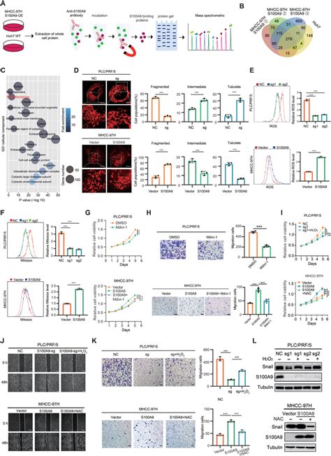 S100A9 Modulates Cellular Mitochondrial Function And Promotes ROS