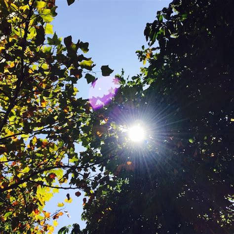 O sol brilhando através das árvores Foto Premium