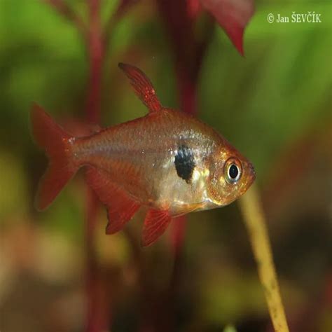 tetra red phantom sydney exotic aquariums