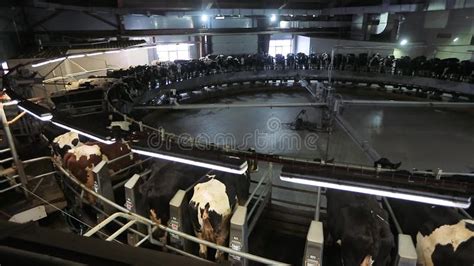 Cow Milking On Modern Farm Dairy Cows At Dairy Factory Process