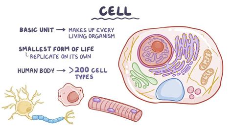 Cellular Structure And Function Video And Anatomy Osmosis