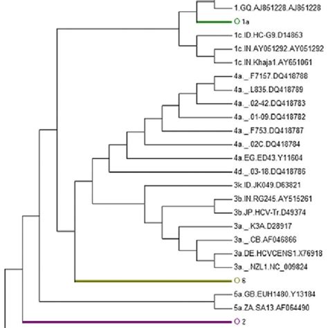 Phylogenetic Tree Of 781 HCV Core Region Sequences Sequences Were