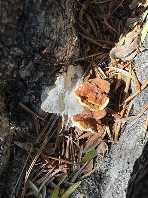 Fungal Growth At The Base Of My 100 Y O Olive Tree R Fungi