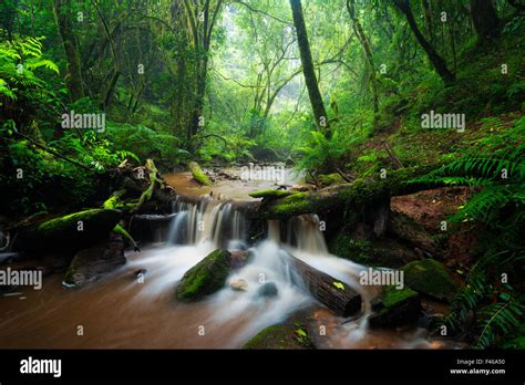 Stream In Dense Green Forest Debengeni Falls Magoebaskloof Limpopo