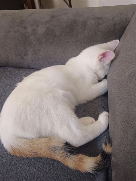 Her sleeping positions are on another level. 😅🤣 : r/kittens