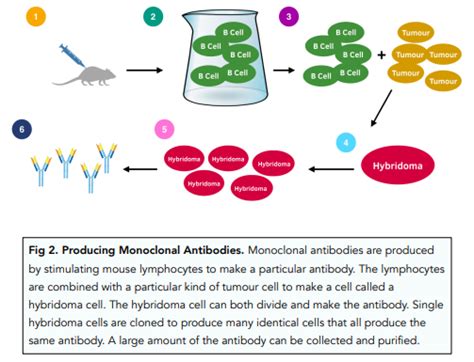 Antibiotics - Producing Monoclonal Antibodies (GCSE Biology) - Study Mind