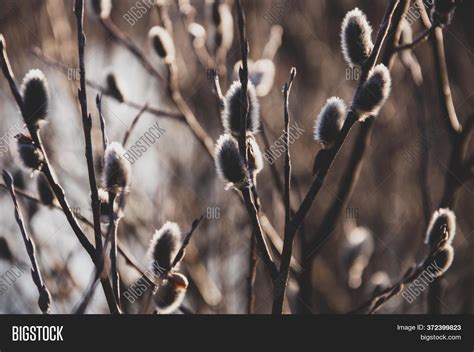 Branch Pussy Willow Image Photo Free Trial Bigstock