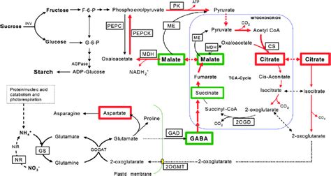 Schematic Illustration Of The Cn Metabolic Pathways Of And Around The