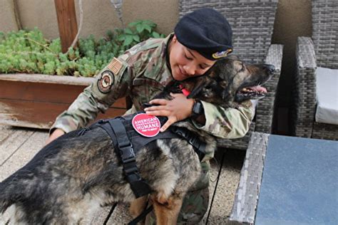 遭遇意外險喪命 美退休軍犬與前訓犬員團聚 服役 退役 領養 大紀元