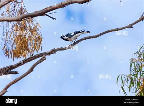 The Magpie Lark Grallina Cyanoleuca Western Australia Stock Photo