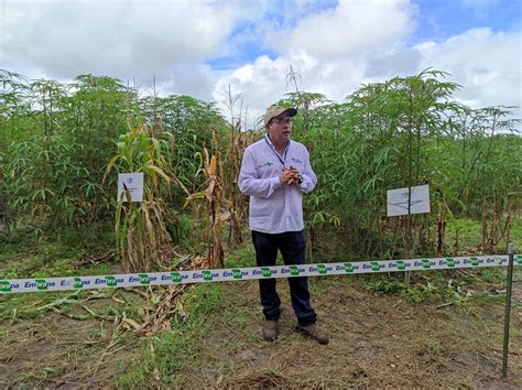 Dia de Campo Institucional sobre Roça Sustentável Consórcio