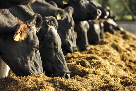 Silage And Hay The Foundation Of A Successful Dairy Farm