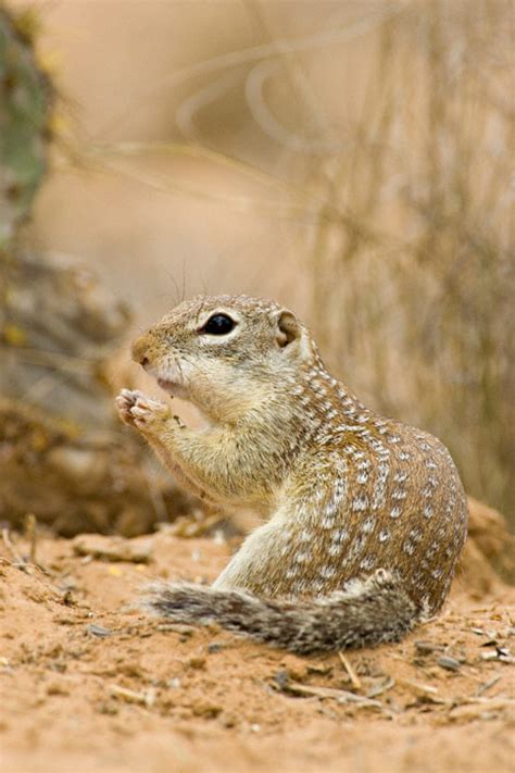 Mexican Ground Squirrel (Spermophilus mexicanus)