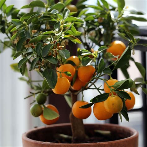 Grow More Fruit Inside 10 Best Fruit Trees To Grow Indoors Gardening Know How