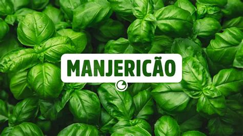 Manjericão benefícios para a saúde e como consumir