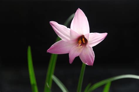 Care Of Rain Lily Bulbs - How To Grow Rain Lilies