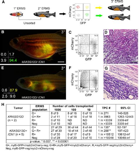 Figure From The Notch Snail Mef C Pathway Regulates Growth And Self