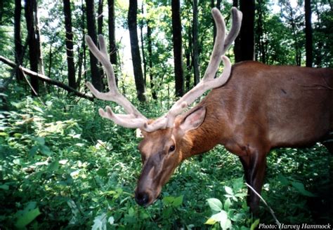 Tennessee Elk Velvet Antlers Hatfield Knob Photos Tennessee Elk Royal Blue Sundquist Wma