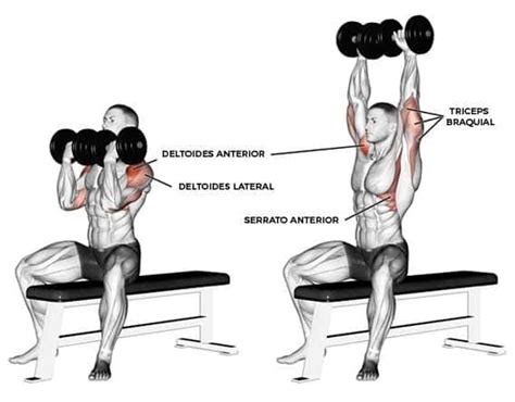 Arnold Press For Your Shoulders Keys For Its Execution