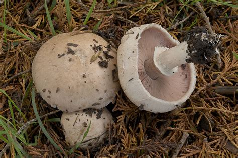 Agaricus Bisporus