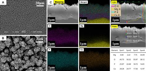 Frontiers Enhancement Of Bone Regeneration On Calcium Phosphate