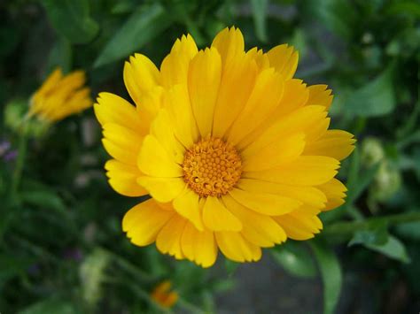 Calendula Officinalis Pot Marigold World Of Flowering Plants