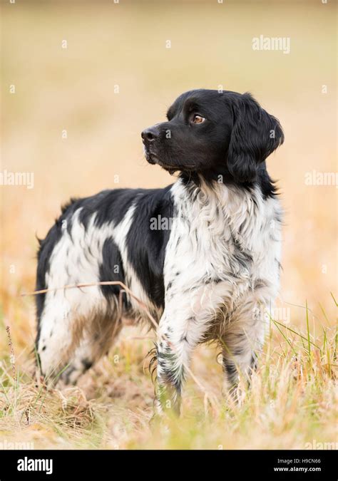 A French Brittany Spaniel Hunting Dog Stock Photo - Alamy