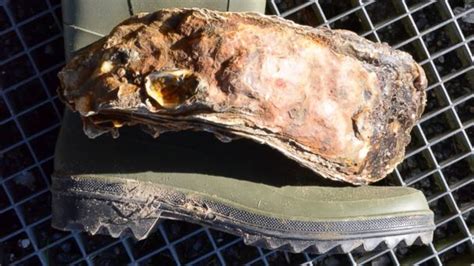 World's Largest Oyster Is One Big Bivalve - ABC News