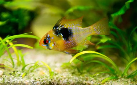 15 Ram Cichlid Tank Mates With Pictures Aquariumnexus