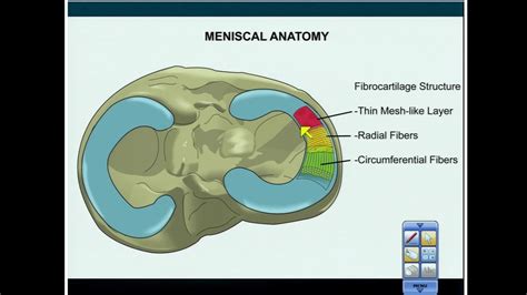 Meniscus (anatomy)