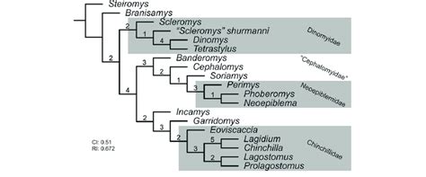 Single Most Parsimonious Tree Of 204 Steps Showing Phylogenetic Download Scientific Diagram