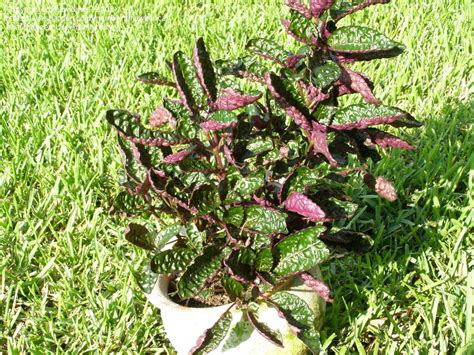 Everything You Need To Know About The Purple Waffle Plant Pse