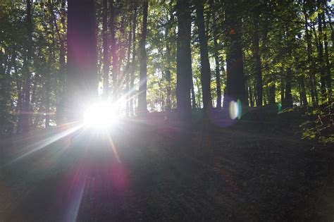 Free Images Tree Nature Forest Light Sun Night Sunlight