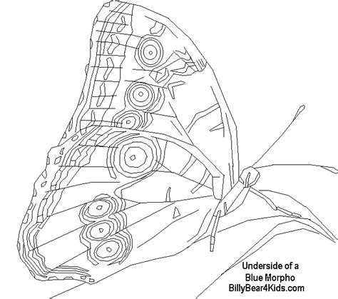 Blue Morpho Butterfly Drawing at GetDrawings | Free download