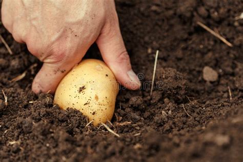 Hands Harvesting Fresh Organic Potatoes From Soil Stock Image Image