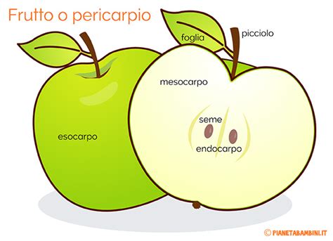 Il Frutto E Il Seme Schede Didattiche Per La Scuola Primaria
