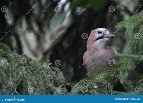 Van De Vlaamse Gaai Glandarius Garrulus De Vogel Stock Foto Image