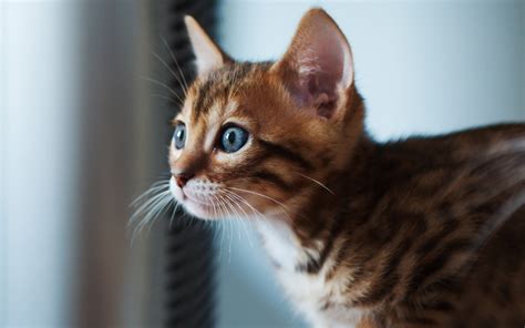 Fondos de pantalla gato Ojos bigotes Atención gatito fauna