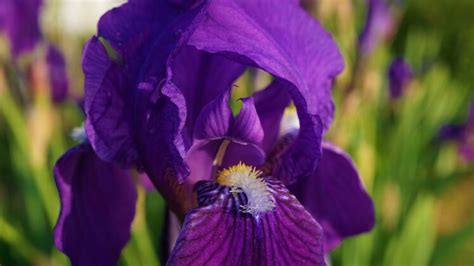 Walking Iris: Characteristics, Cultivation and Uses in Horticulture ...