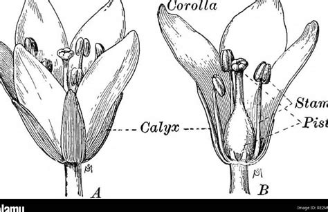 Las Partes De La Flor En El Idioma Ingl S