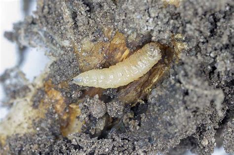 How To Identify And Control Root Maggots Gardeners Path