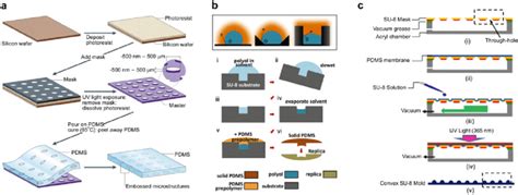 A The Fabrication Steps For Micropatterned Substrate Of Pdms Are