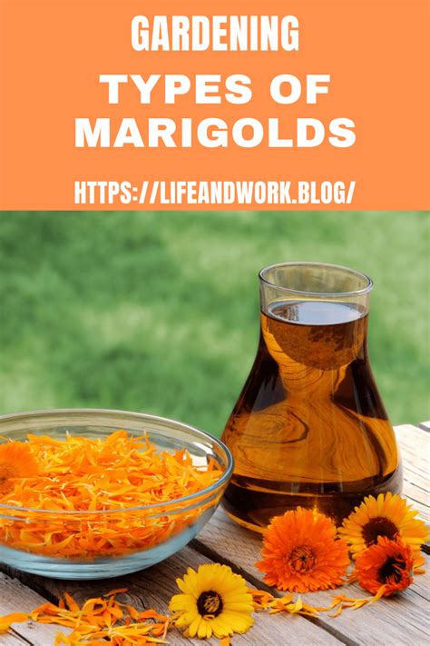 The Types Of Marigold Flowers