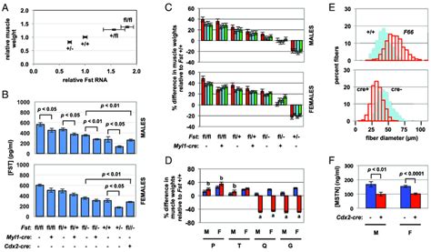 Effect Of Fst Mutant Alleles On Skeletal Muscle A Weights Of