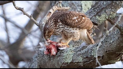 Cooper S Hawk Eating A Bird Salisbury 4k Youtube