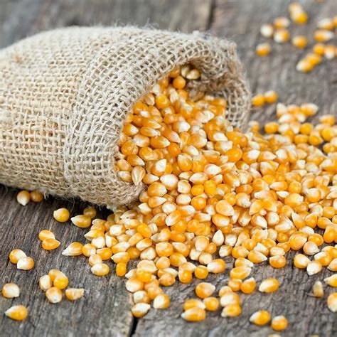 Hybrid Yellow Organic Maize Seeds For Food Processing Packaging Type